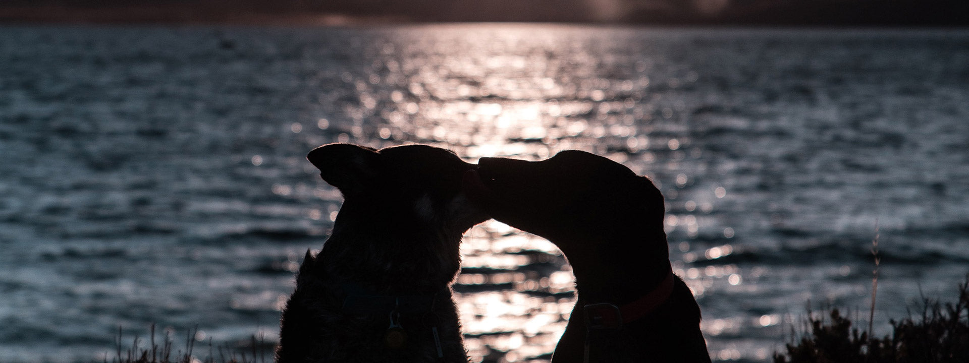 Your Furry Valentine
