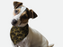 Go Retro 1920s Bandoggies® Pattern