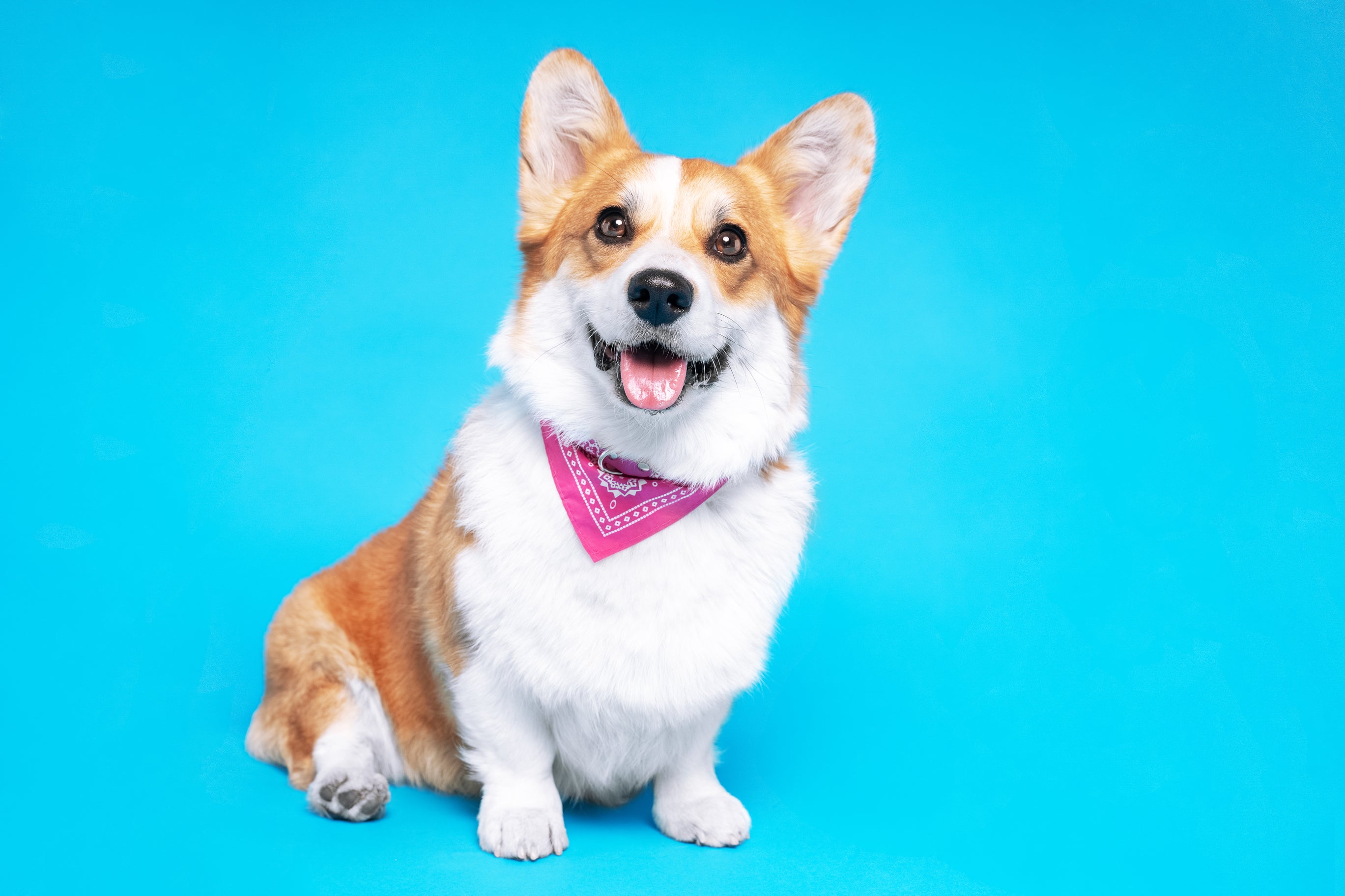 The Ultimate Guide to Choosing the Perfect Dog Bandana Design