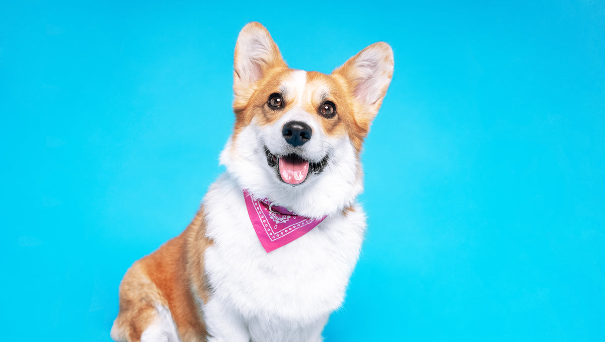 The Ultimate Guide to Choosing the Perfect Dog Bandana Design