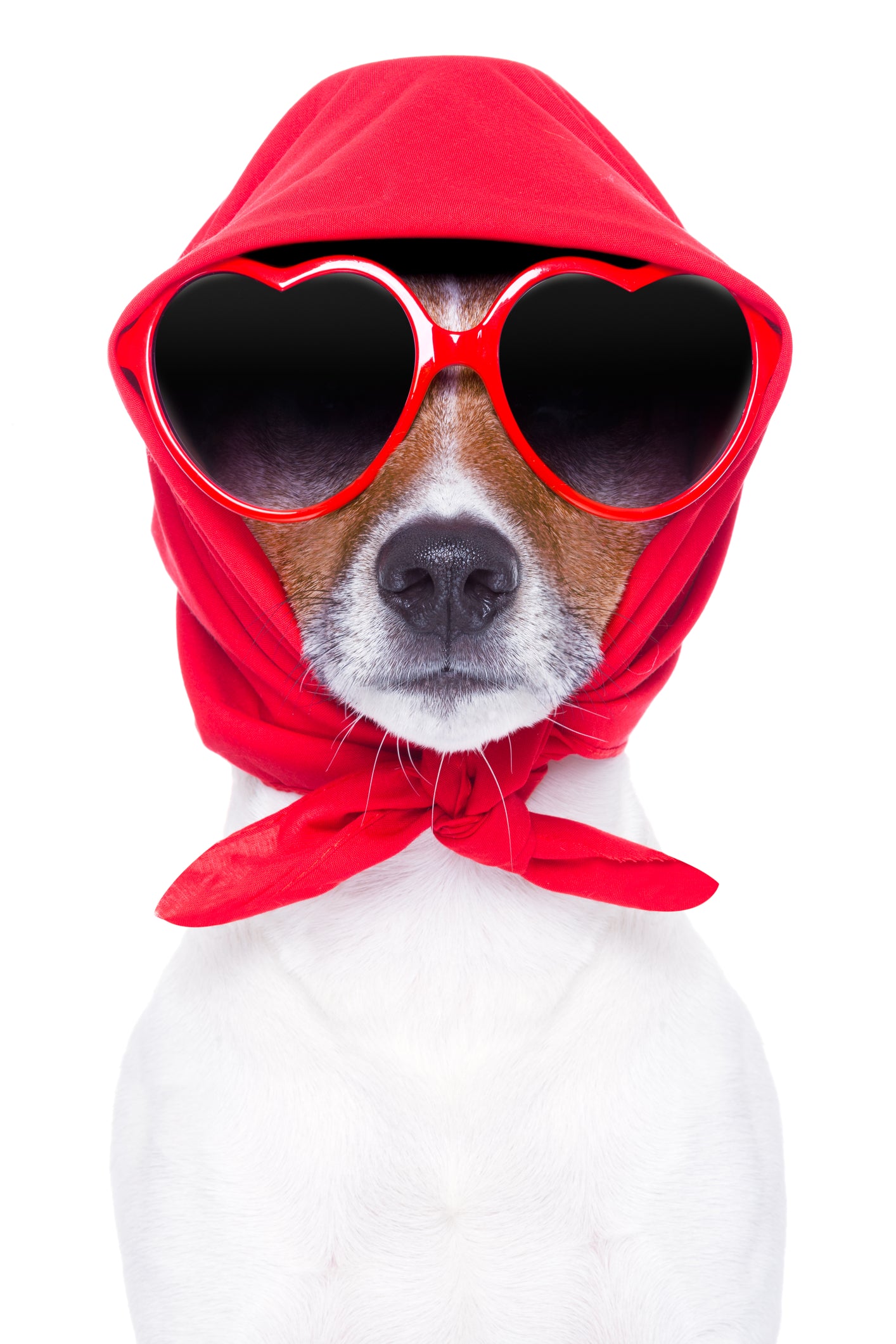 Top 5 Trending Dog Bandana Designs for this Season